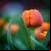Tulips around the world 4K التوليب