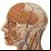 Anatomy News