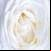 pictures of the white roses 4K