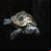 Tortoise around the world 4K سلحفاة  