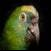 Parrot around the world 4k 