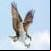 Huwk aroud the world 4K صقر 