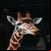 Giraffe around the world 4k images and background 